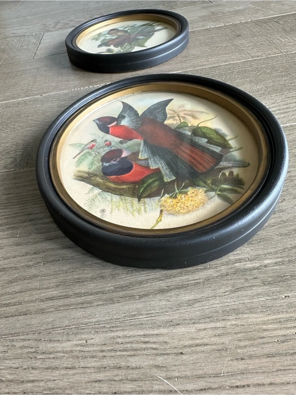 Vintage Red and Brown Bird Oval Wall Art Set